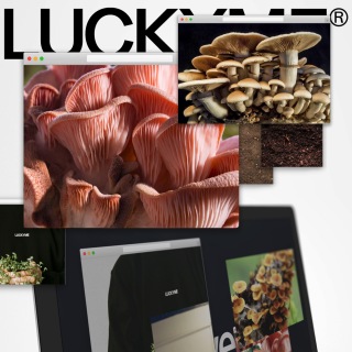 LuckyMe Advent Calendar 20