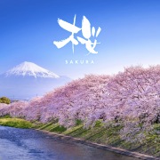 SAKURA Healing -Cherry Blossom in Japan-